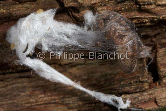 Segestriidae_9994 1.JPG - France, Araneae, Segestriidae, Araignée, Ségestrie (Segestria senoculata)  dans sa loge de soie sous une écorce, Tube web spider or Cellar spider